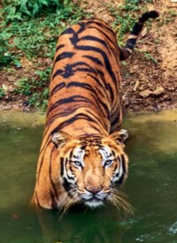 WILDLIFE TOUR WILDLIFE TOUR